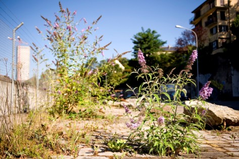 Sommerflieder (Buddleja davidii)