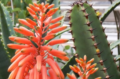 Leuchtend rot-orange Blüte einer Aloe.