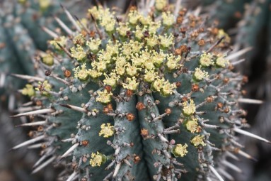 Kleine gelbe Blüten auf kugelförmigem Kaktus.