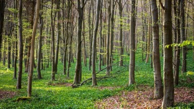 Foto eines lichten Waldes ohne Unterholz